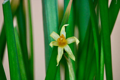 Close-up of daffodil