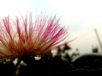 Close-up of flower against sky