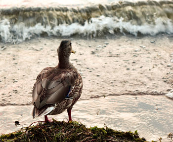 Close-up of bird perching on rock by lake