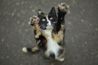 Cat stands on its hind legs. cute animal. pet asks for food. cat.