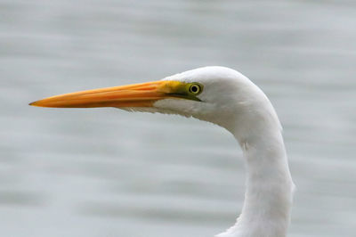 Close-up of a bird