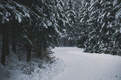 Pine trees in forest during winter