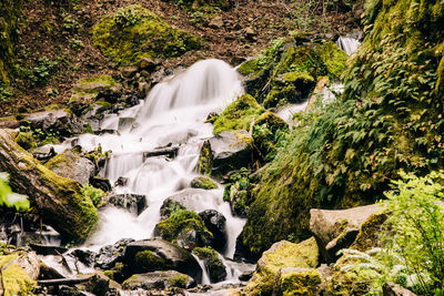 Beautiful small waterfall in the green forest with a lots of plants nearby