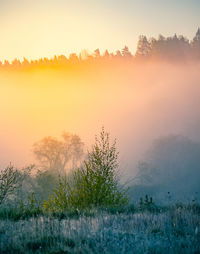 Plants growing on land against sky at sunset