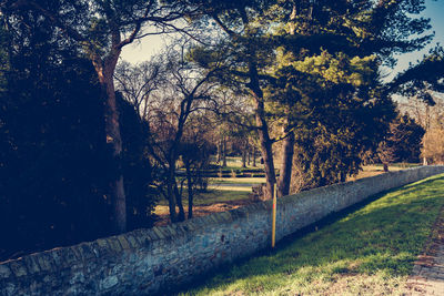 Trees in park