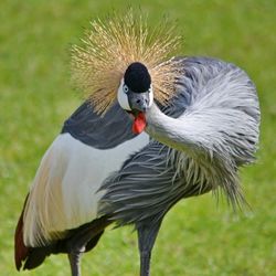 Close-up of bird against blurred background