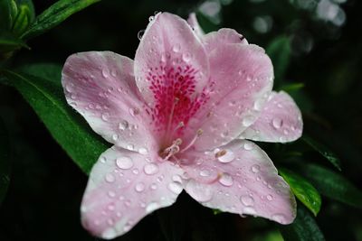 Close-up of wet pink flower blooming outdoors