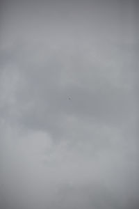 Low angle view of bird flying in sky