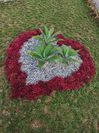 High angle view of red flowering plant on field