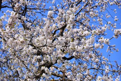 Low angle view of cherry blossom tree against sky