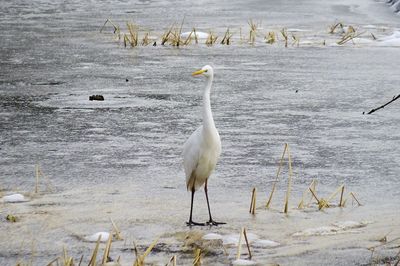 Birds in lake