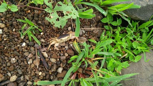 High angle view of lizard on plant