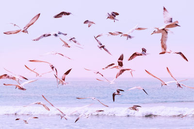 Large group of seagulls flying over the sea water. birds on the beach. toned with pastel filters.