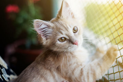 Close-up of kitten rearing up on fence