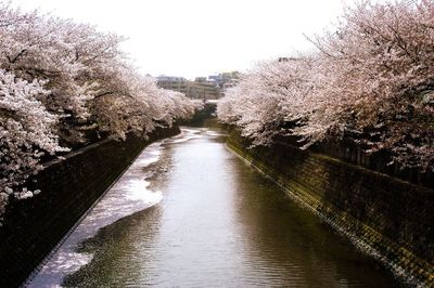 River amidst trees against clear sky