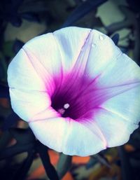 Close-up of pink flower blooming in garden