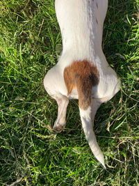 High angle view of dog on field