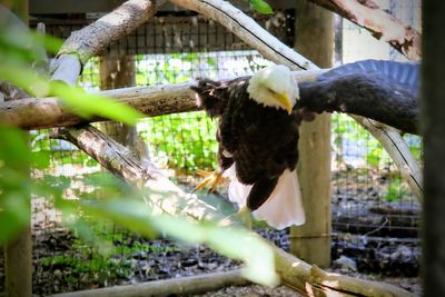 Bird perching on a tree