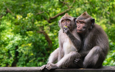 Monkeys sitting against trees in forest