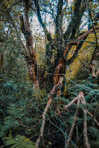 Pine trees in forest