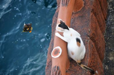 Ducks in a water