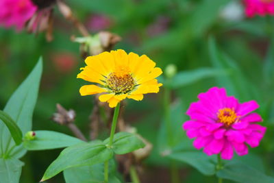 Close-up of yellow flowering plant