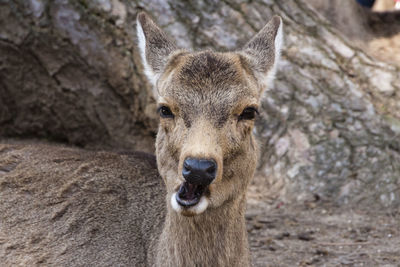 Close-up of lion on land