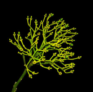 Close-up of leaves against black background