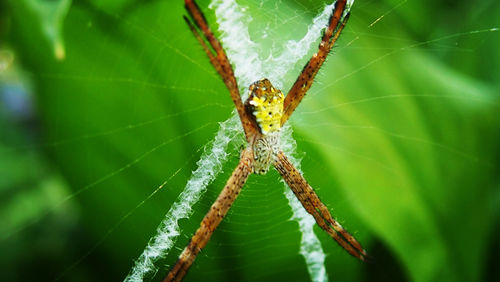 Close-up of spider on web