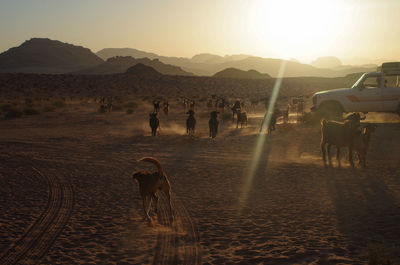 RAM Wadi Rum