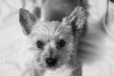 Close-up portrait of dog