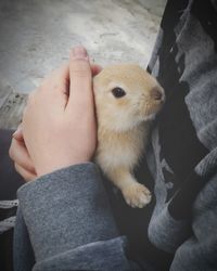 Midsection of person holding dog