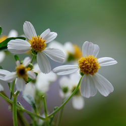 Close-up of white daisy flowers