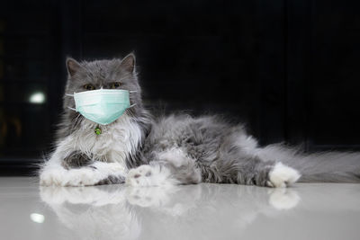 Portrait of cat relaxing at home