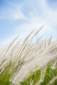 Close-up of stalks in field against sky