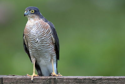 An eurasian sparrowhawk up close 