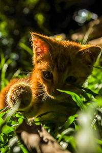 Close-up of a cat