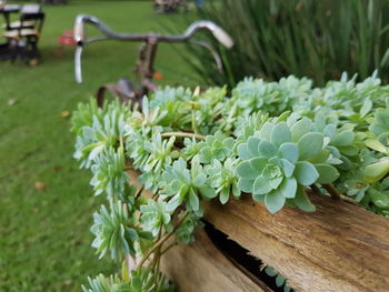 Close-up of plant