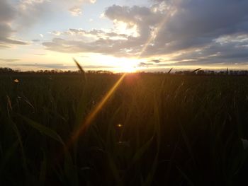 Scenic view of wheat field against sky at sunset