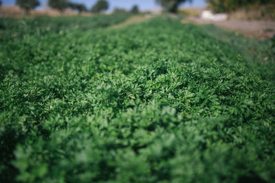 High angle view of plants growing on field