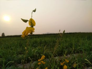 Close-up of yellow crocus flowers blooming on field