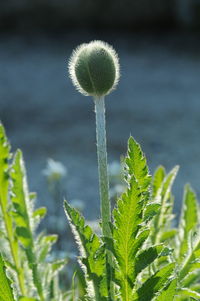 Close-up of dandelion