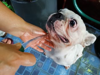 High angle view of hand holding dog