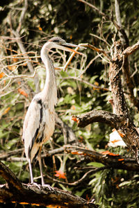 Close-up of bird perching on tree