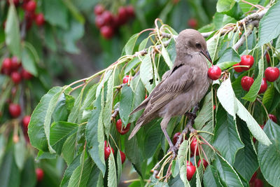 bird