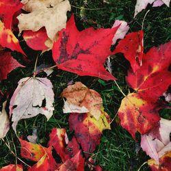 Close-up of maple leaves