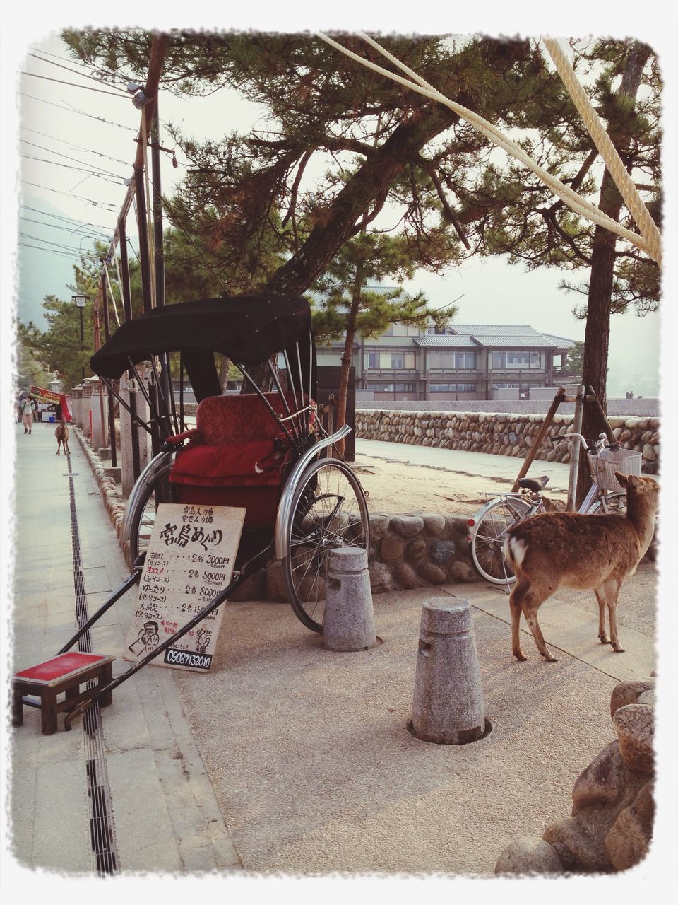 transfer print, auto post production filter, transportation, tree, built structure, domestic animals, mode of transport, day, architecture, building exterior, sunlight, animal themes, outdoors, land vehicle, fence, shadow, mammal, one animal, no people, street