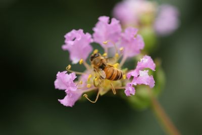 Close-up of bee pollinating on pink flower