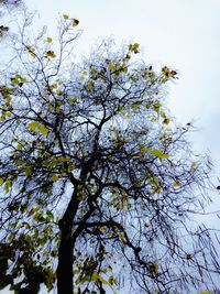 Low angle view of blooming tree against sky