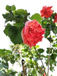 Close-up of rose plant